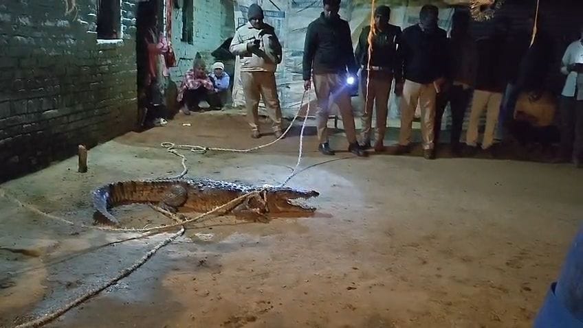 mainpuri news crocodile enter village