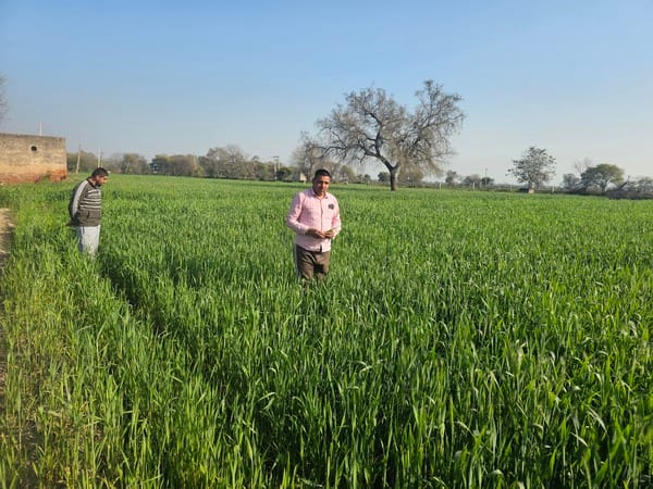 Rising temperatures can cause damage to mustard and wheat crops.
