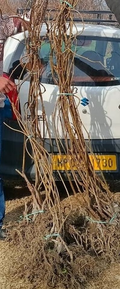 After apples and Japanese fruits, kiwi has attracted attention.