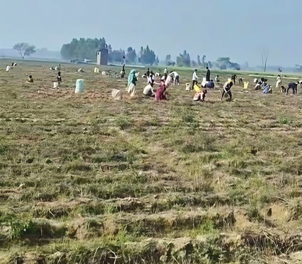 Farmers were devastated by the low prices, and villagers took away 25 acres of potatoes for free.