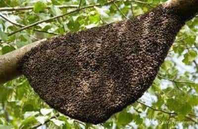 Panic on road after stone pelting at beehive