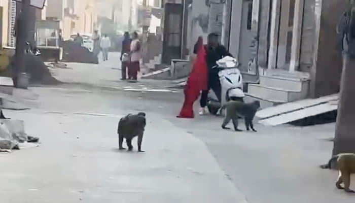 Monkeys terrorize Tohana, women and children are scared