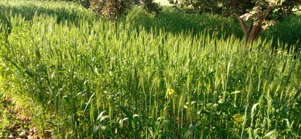 Sunlight wreaks havoc on Rabi crops, fears of reduced yield