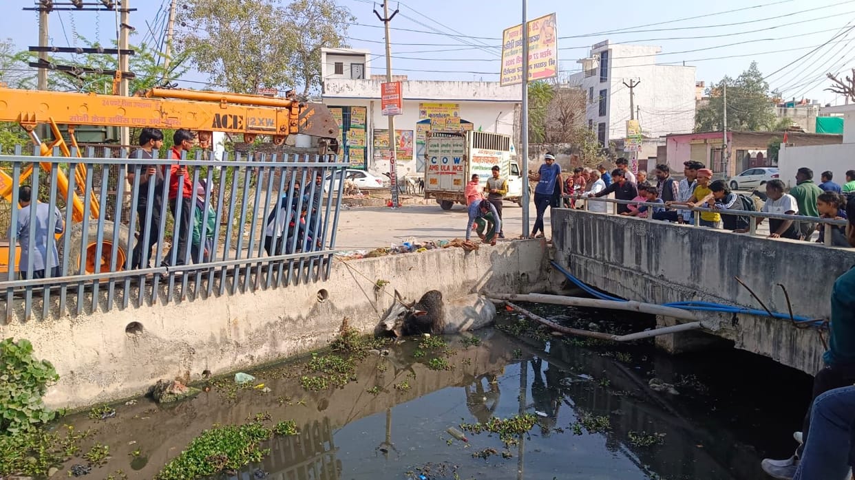 The bull that fell into the overflowing drain was rescued after four hours of effort.