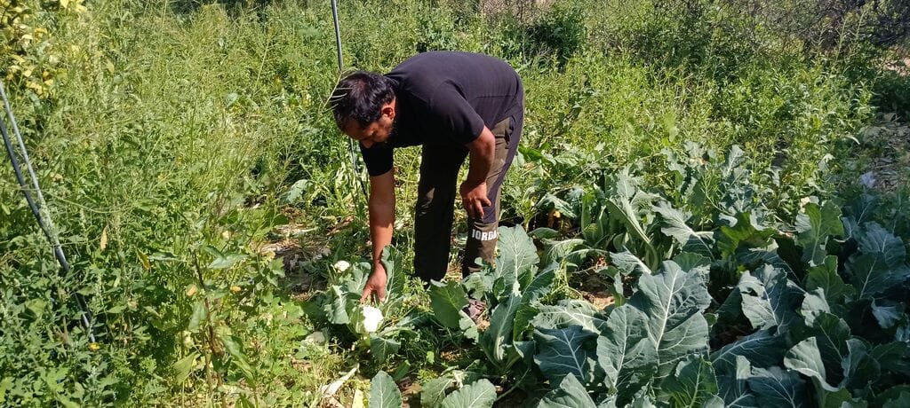 This time, demand for cabbage increased with good production.
