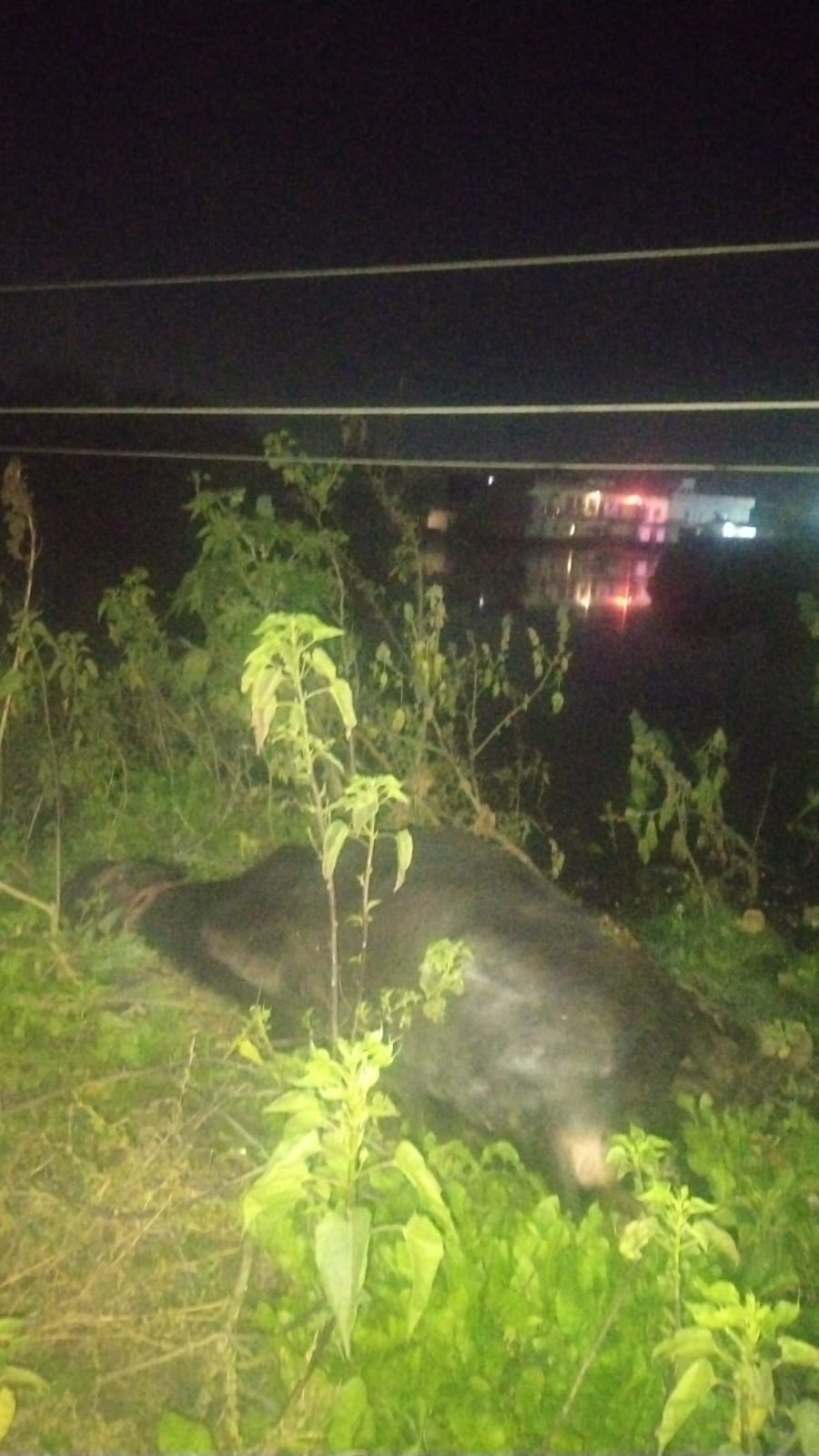 A high-tension wire was hanging, causing the buffalo to die of electrocution