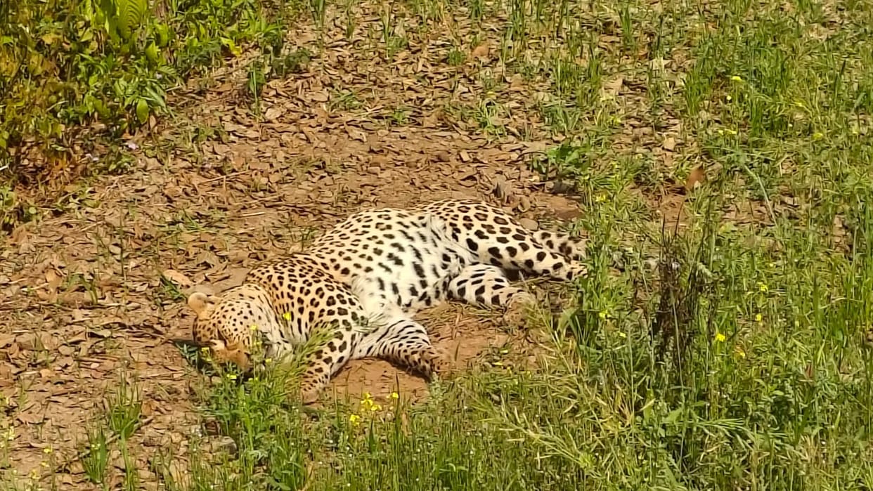 Injured leopard found in field in Sungrakhal