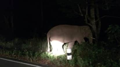 Elephant alert in Bardaila region, crops damaged, forest department engaged in overnight search