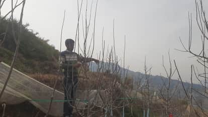 As soon as the weather opens, gardeners are busy cutting and pruning in apple orchards.