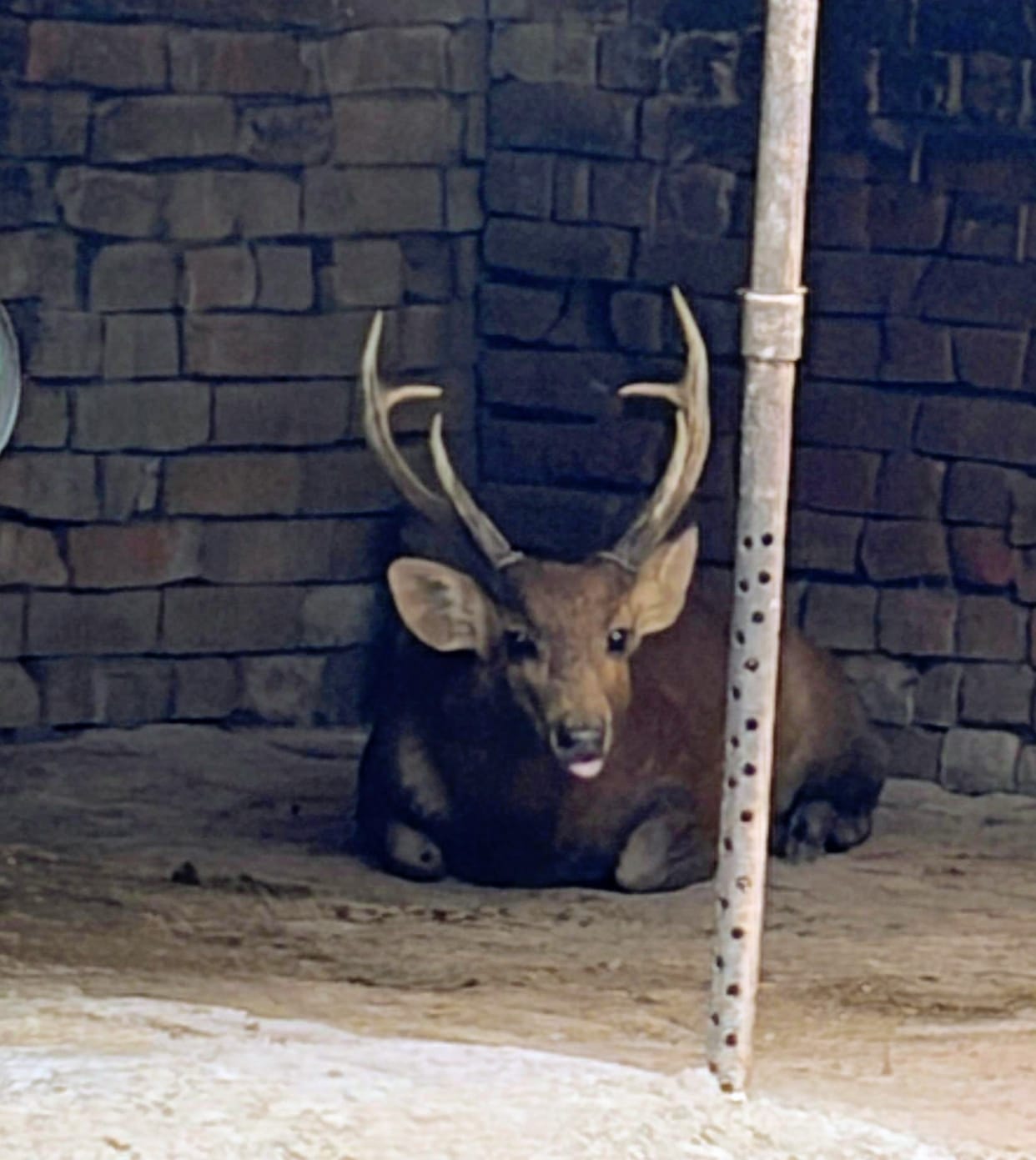 The deer was injured by stray dogs