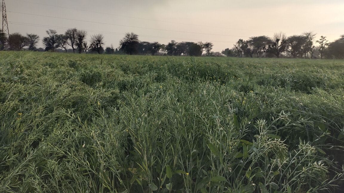 Rain brings hope, hailstorm threat looms