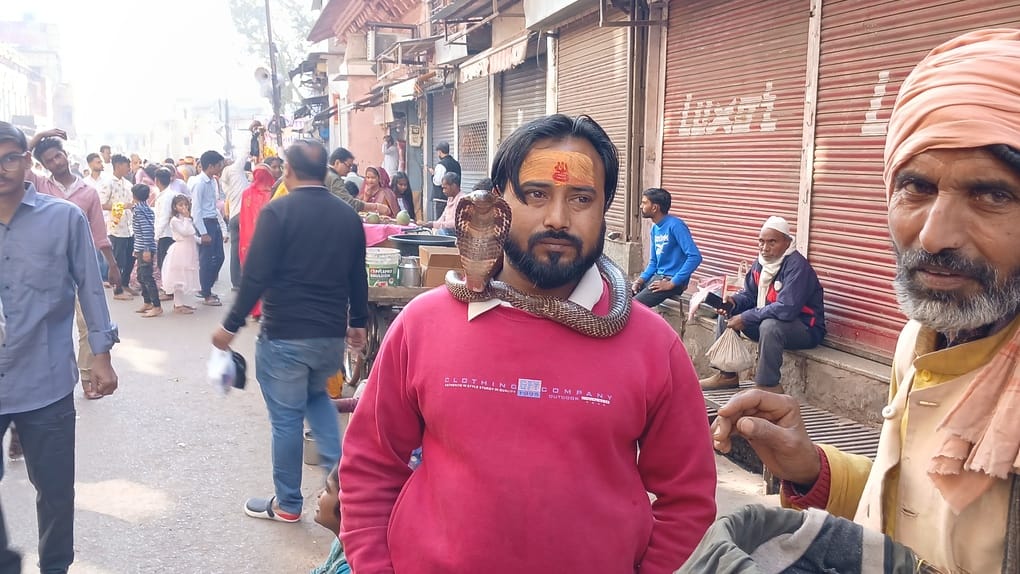 A unique confluence of faith... Kamalkant of Agra's unique devotional yoga on Mahashivratri... seen in the form of Shiva with the serpent god around his neck...