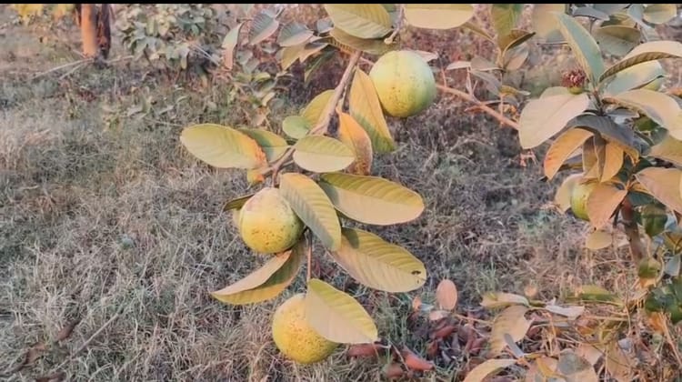 Bihar News: नक्सलियों की बारूदी गंध की जगह अमरूदी सुगंध कहां फैली? बिहार में बदलाव की ग्राउंड रिपोर्ट