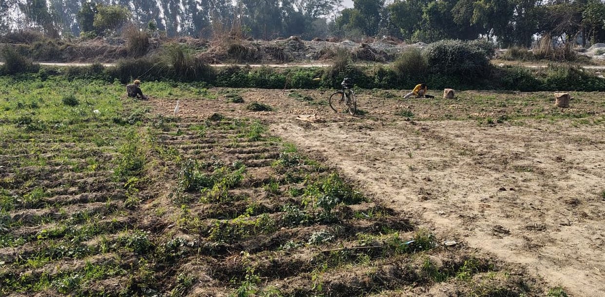 Potato prices have broken the back of farmers, making it difficult to recover costs.