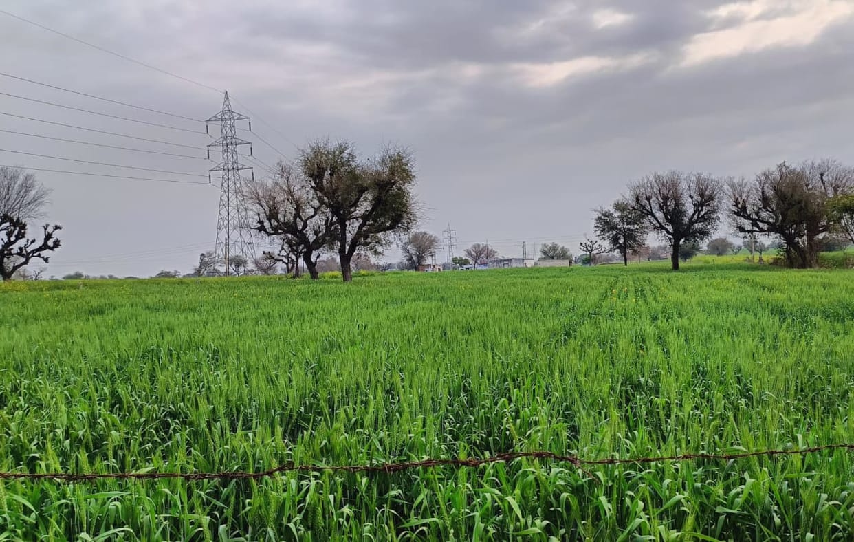 Three mm of rain has benefited all Rabi crops including wheat and mustard.