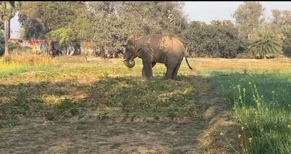 जंगल से भटका हाथी व हाथी के पीछे पड़ी वन विभाग की टीम