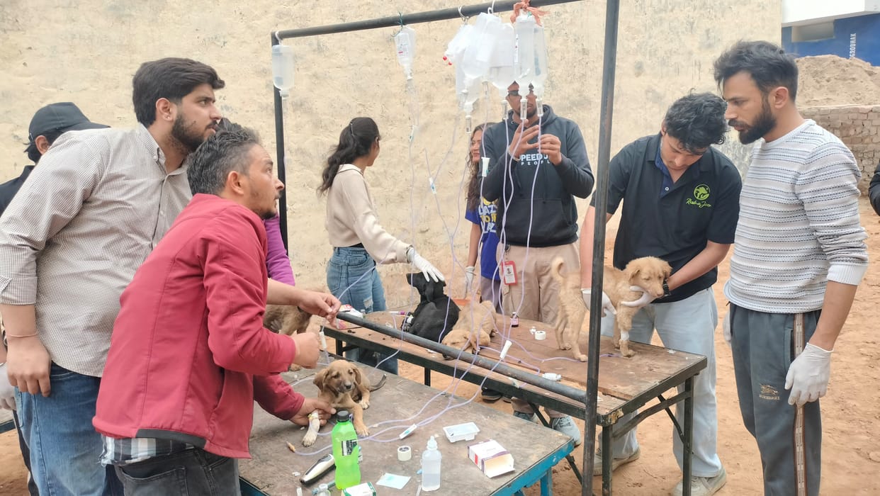 Puppies at a dog shelter were poisoned with laddus, killing five and sending several to Mohali.