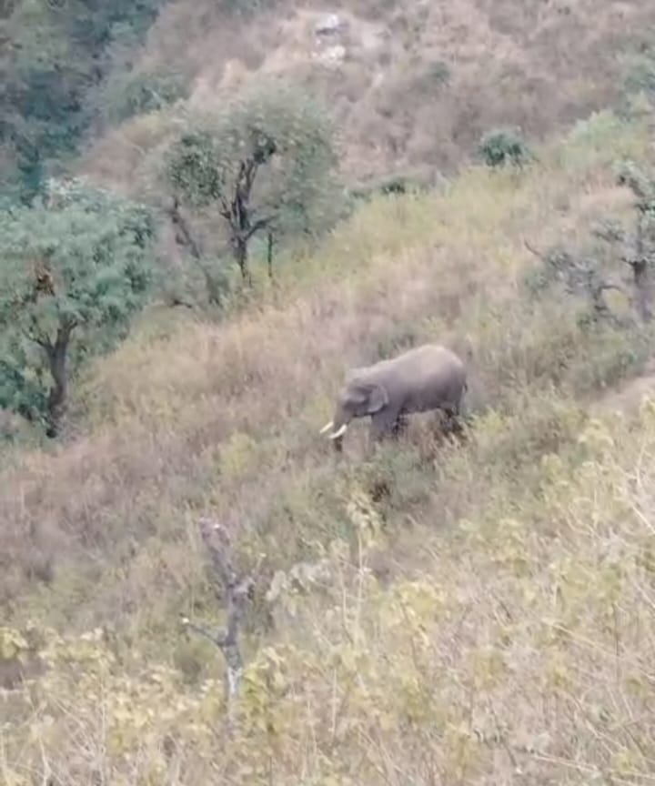 Elephant reaches Timli Akra village