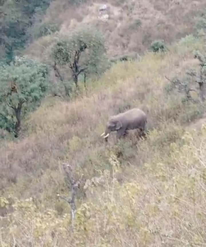 तिमली अकरा गांव के खेतों में घूमता हाथी- स्रोत- जागरूक पाठक