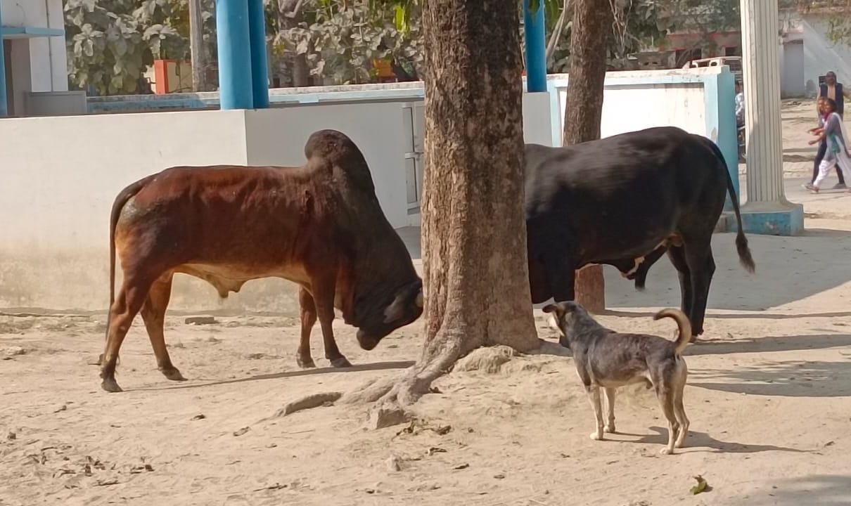 Bulls clashed in the police station premises, created chaos