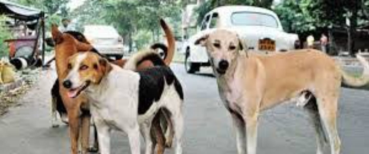 पालतू कुत्तों के हमले से युवक हुआ घायल (सांकेतिक तस्वीर)