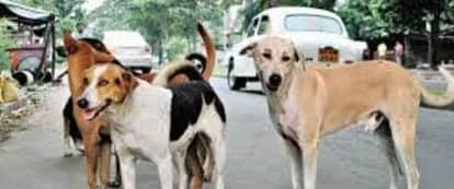 Seoni: Pet dogs suddenly attack young man going to field, seriously injured; complaint filed at police station