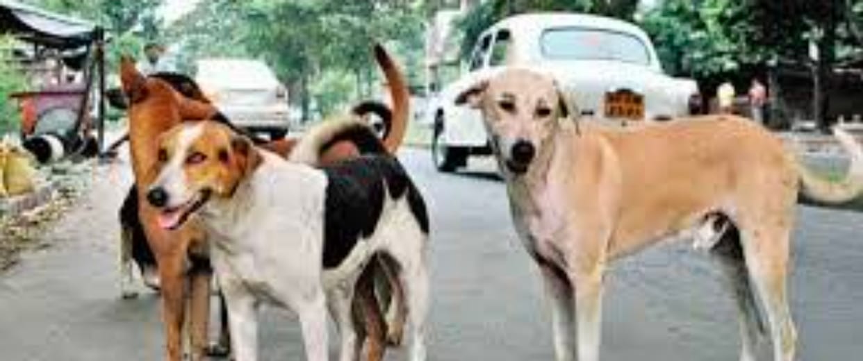 Seoni: Pet dogs suddenly attack young man going to field, seriously injured; complaint filed at police station