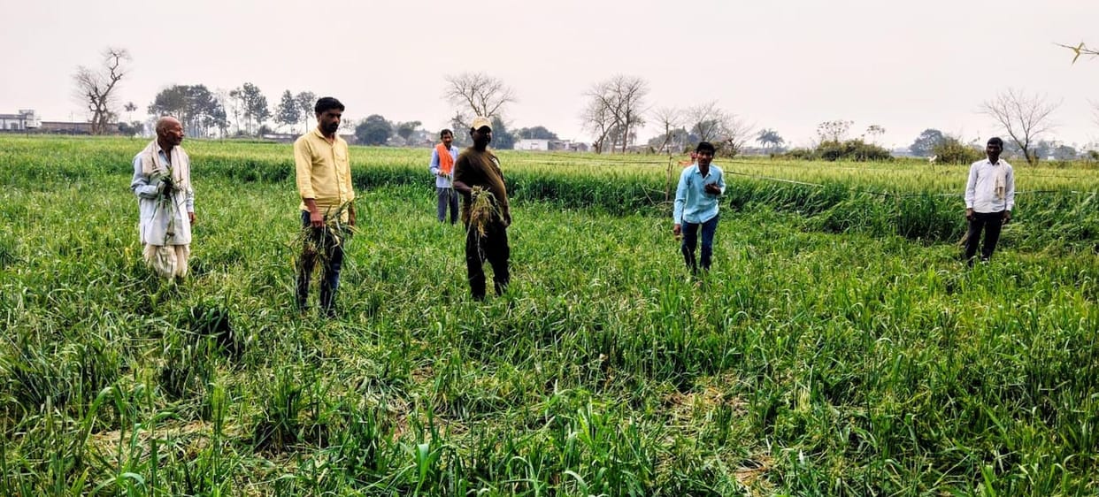 Elephants broke the fencing and chased Gajmitra.