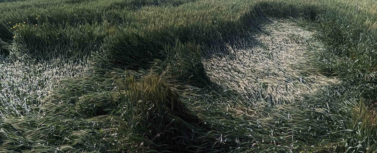 After the rain, a strong wind blew, leaving wheat fields scattered.