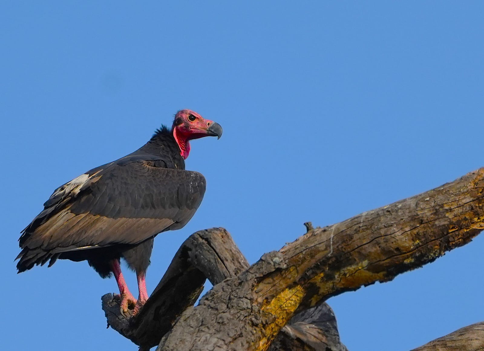 बांधवगढ़ में गिद्धों की बड़ी गणना शुरू, पहले दिन 139 बीटों में चला सघन सर्वे