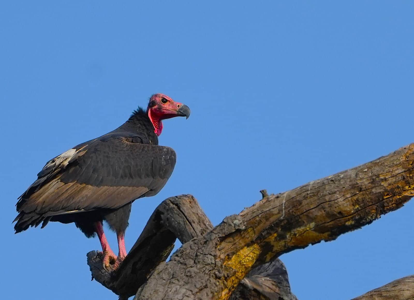 बांधवगढ़ में गिद्धों की बड़ी गणना शुरू, पहले दिन 139 बीटों में चला सघन सर्वे
