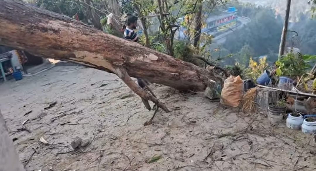 A tree fell on a house in Didihat due to a storm, people narrowly escaped.