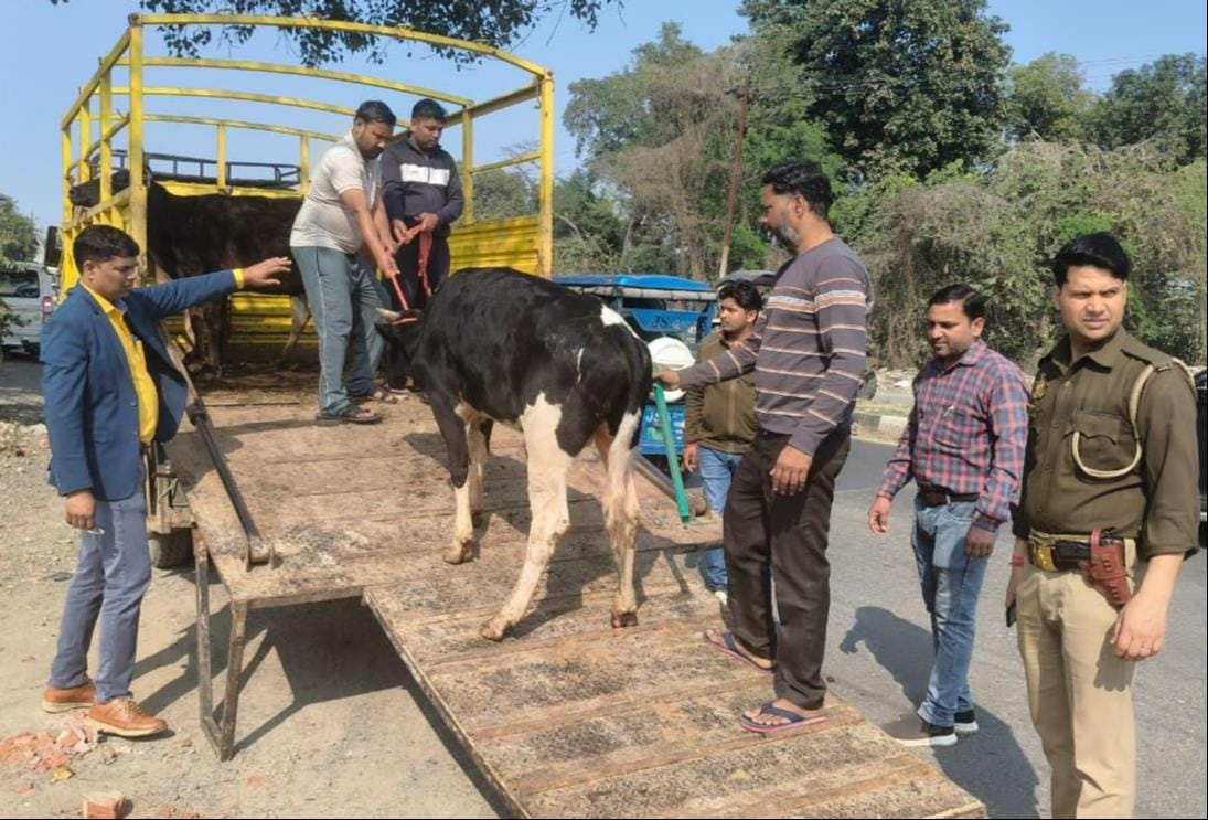 On the first day of the campaign, 24 destitute cattle were taken to the cowshed.