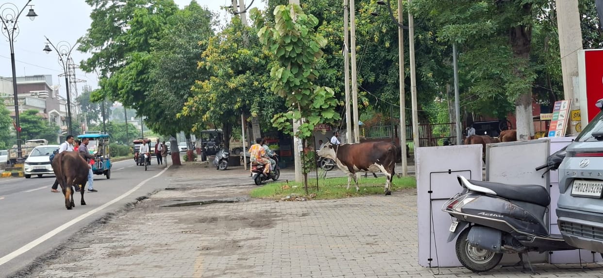 The city is free of cattle on paper, but strays roam the streets