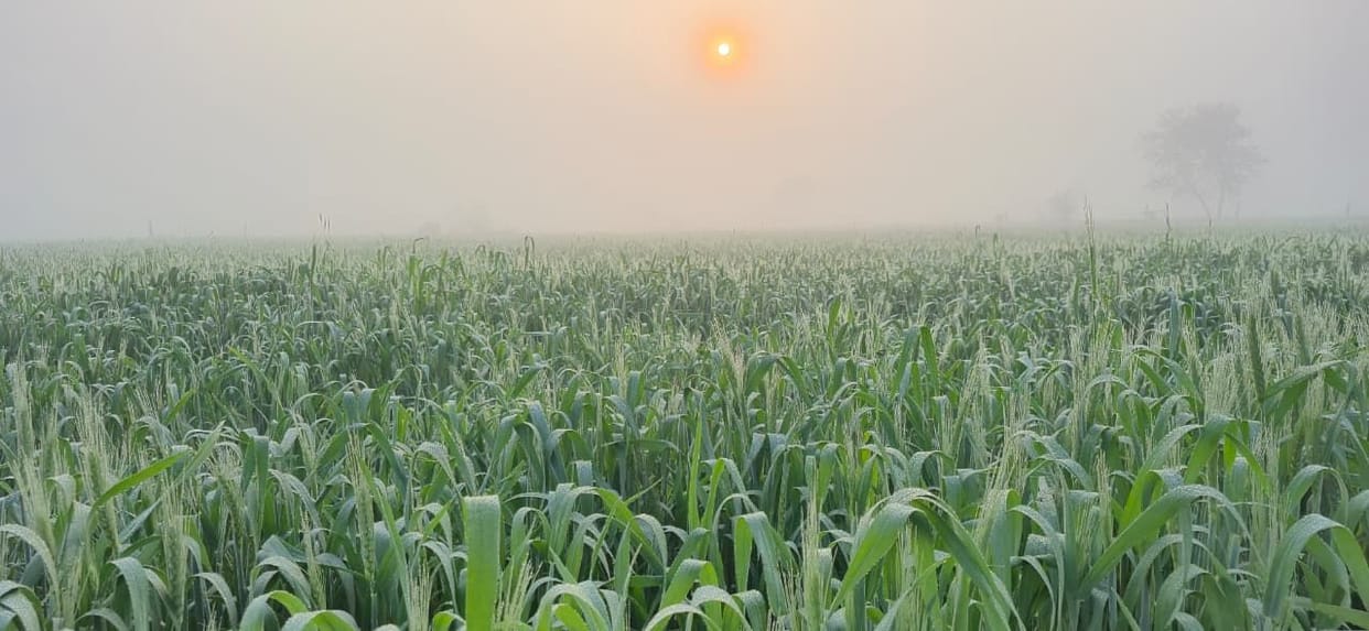 Weather changes after hailstorm, fog and dew bring relief to crops