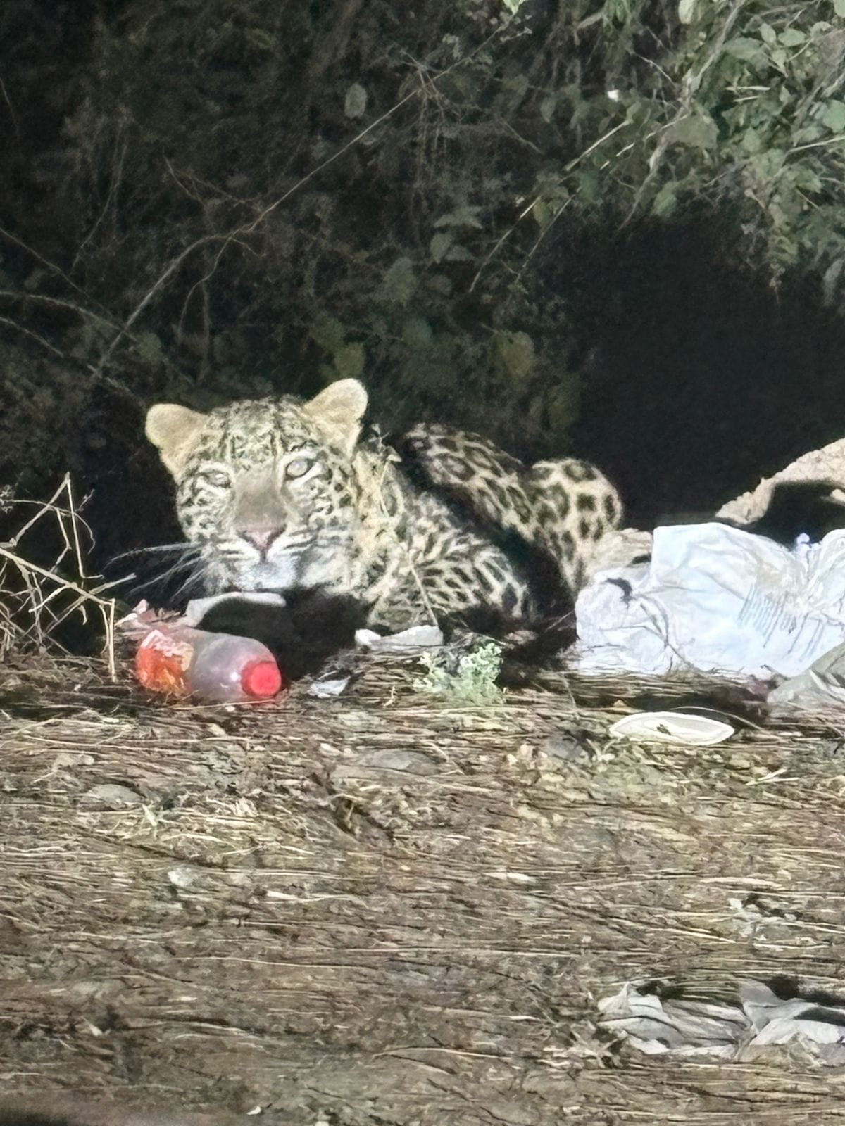 Leopard attacks at Masaur turn, bike rider narrowly escapes