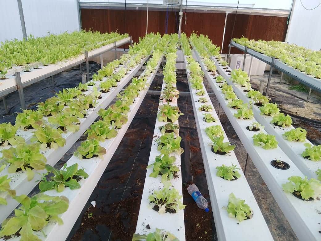  हाईटेक हाइड्रोपोनिक्स इकाई में तैयार हो रहे पौधे। संवाद