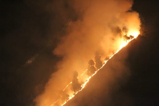 Flames continued to rise throughout the night, burning forest wealth worth lakhs to ashes.