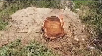 BDO cut down expensive government trees to make beds and sofas in Darbhanga Bihar