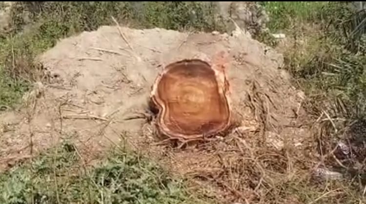 Bihar: सरकारी महंगे पेड़ों को कटवाकर BDO ने बनवाया पलंग और सोफा, जिम्मेदार बोले- जांच के बाद करेंगे कार्रवाई