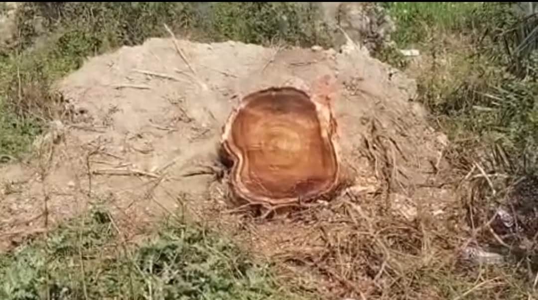 प्रखंड परिसर में कटा हुआ पेड़ का अवशेष