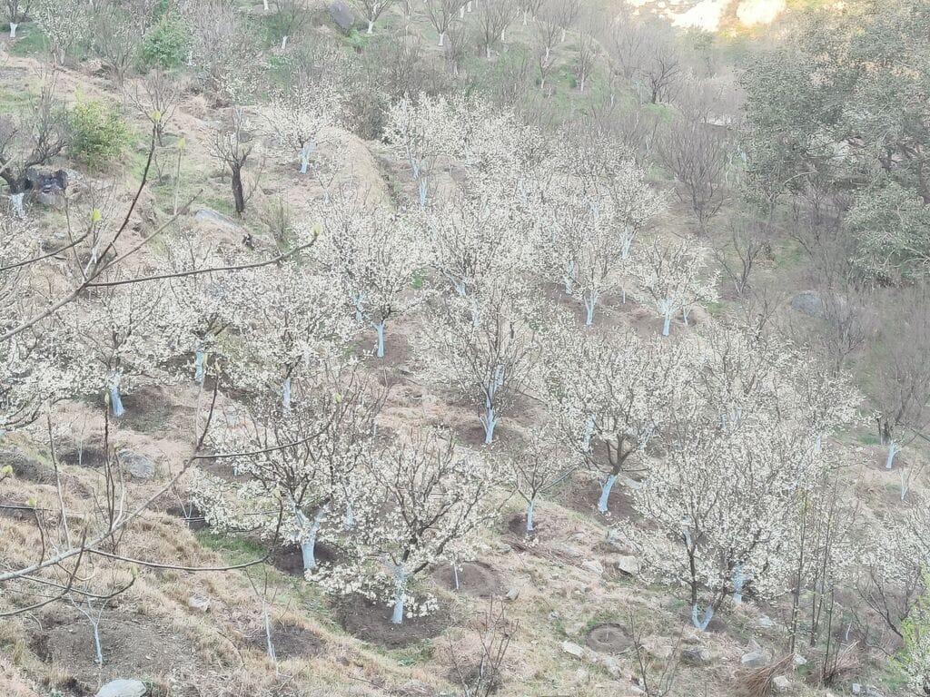 Bumper crop of early variety Redbut plum is expected