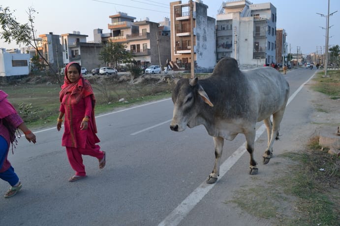 The town claims to be free of stray cattle, they are roaming freely in the city.