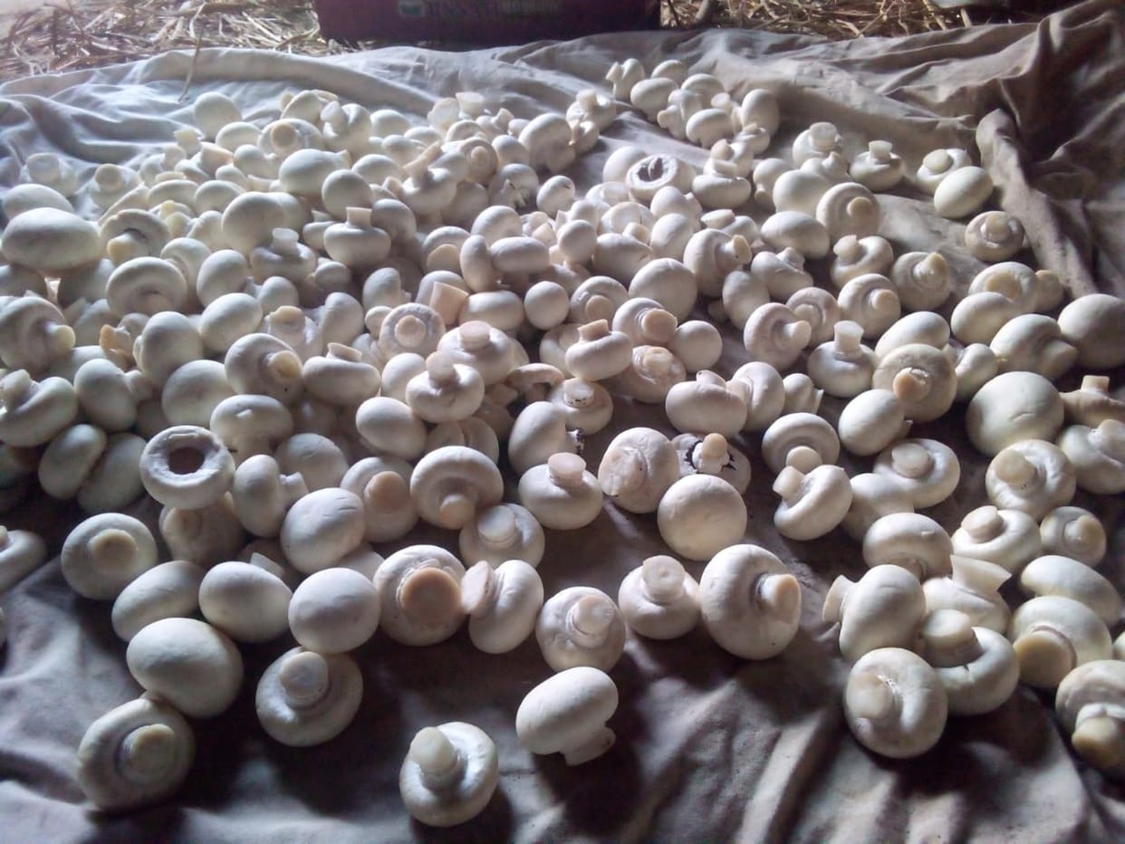 Mushrooms are getting market, women are ahead in earning