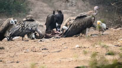Panna News: Panna Forest Thrives with Vultures, Record 942 Counted on Day One in South Division Survey