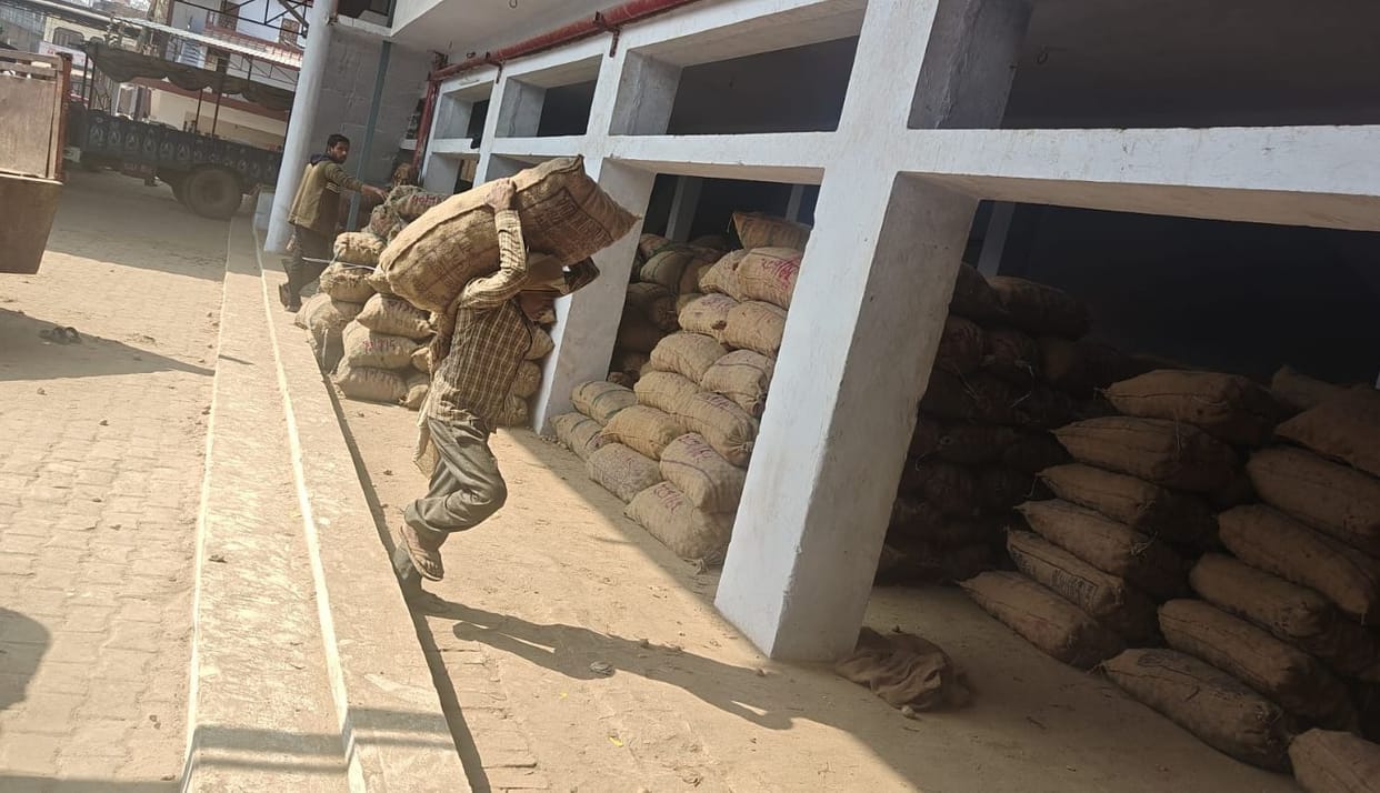 Potato storage started in cold stores