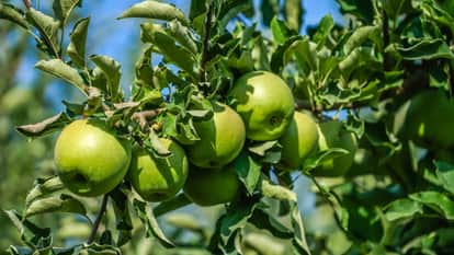 Improper Mixing of Chemicals Poses Increased Risk to Apple Crops Horticulture Department Issues Warning