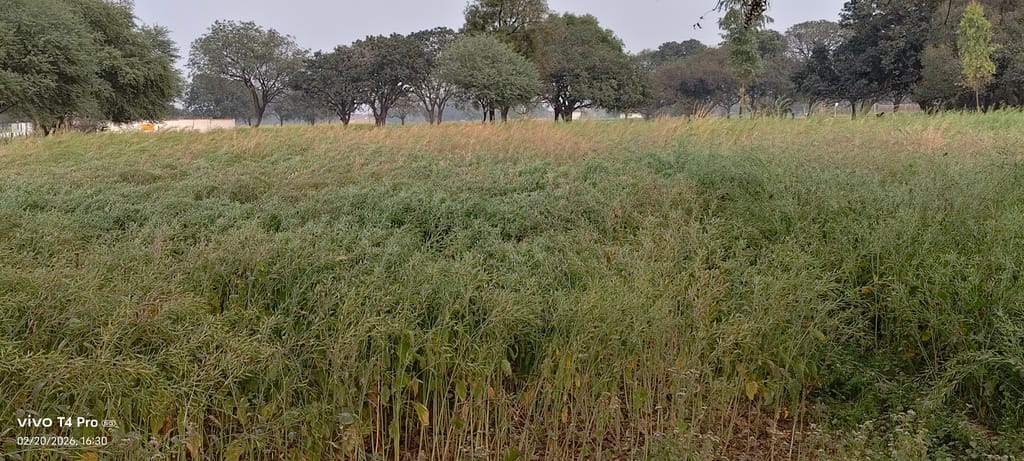 Clouds cover the sky, increasing worries for farmers