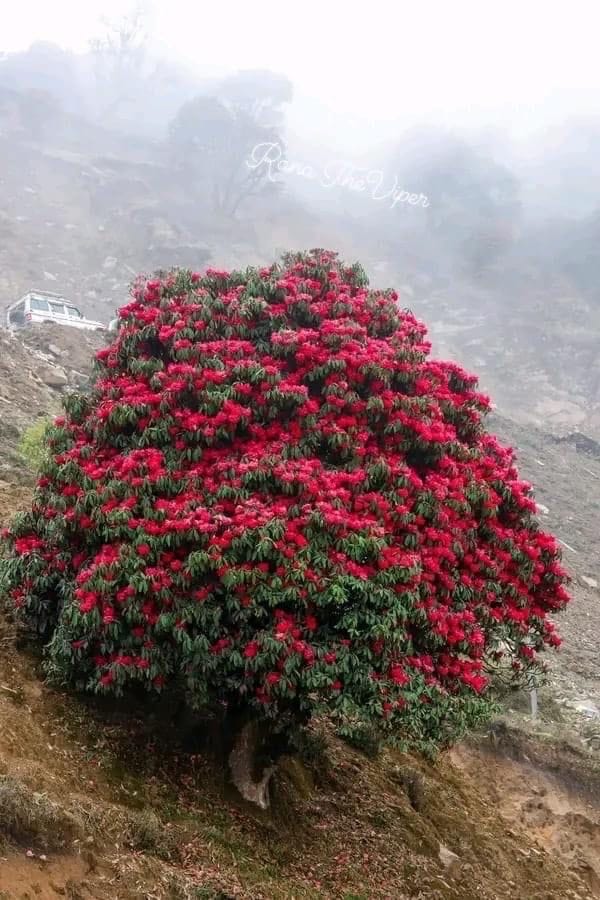 Buransh flowers blooming before time
