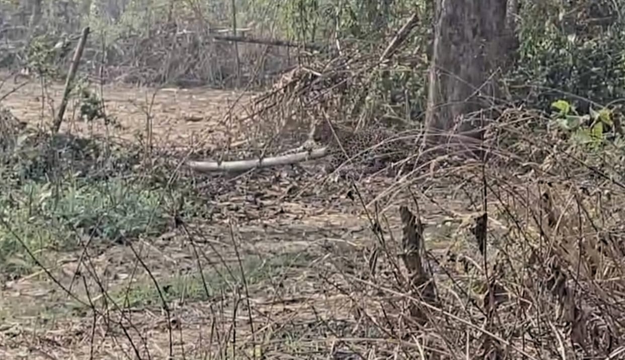 A leopard was seen in the sugarcane field, got stuck in the wire, then ran away